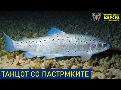 Видео: Танцот со пастрмките | Документарен филм | Нуркачки Центар Амфора