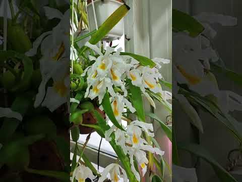 Видео: coelogyne cristata январь 2024