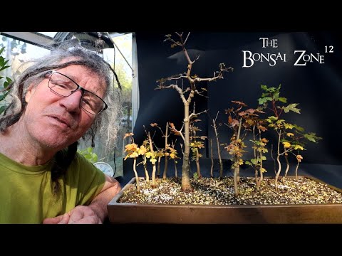 Видео: Обрезка кленового леса на моём поле, зона бонсай, ноябрь 2025 г.