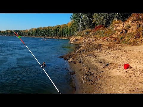 Видео: ЛОВЛЯ САЗАНА НА ОБИ В СЕНТЯБРЕ. Обской коряжник порадовал!