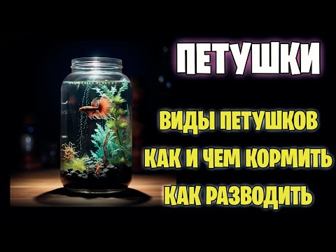 Видео: ПЕТУШКИ - Виды петушков - Как и чем кормить - Как разводить - Это должны знать все!