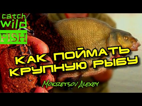 Видео: КАК ПОЙМАТЬ КРУПНУЮ РЫБУ . ПРИКОРМКА ДЛЯ ТЕЧЕНИЯ .