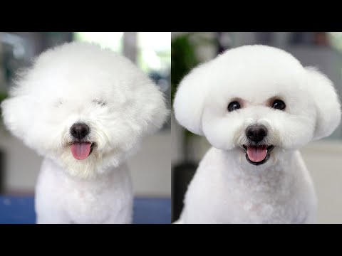 Видео: БИШОН? ПУДЕЛЬ? ❤️ Угадайте, кто делал стрижку!!