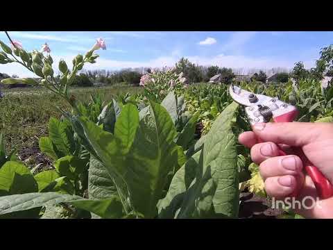 Видео: Кто как заготавливает семена