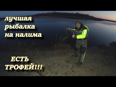 Видео: ЛУЧШАЯ РЫБАЛКА НА НАЛИМА!!! ЕСТЬ ТРОФЕЙ!!! рыбалка на налима осенью 2020. налим на донки !