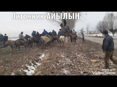 Видео: Питомник Айылы