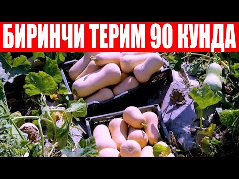 Видео: Плуто F1-Биринчи терим 90 кунда терилди (Squash Pluto F1-Sakata)
