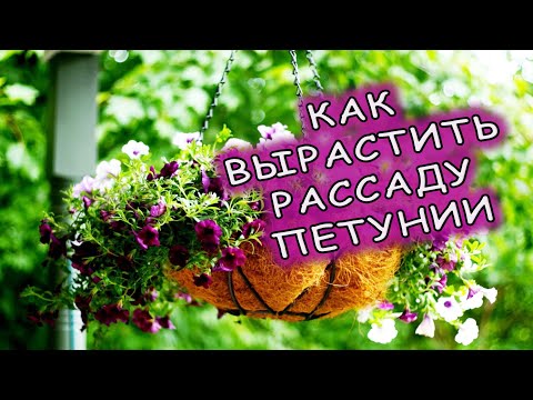 Видео: ДЕСЯТЬ советов как вырастить рассаду ПЕТУНИИ. Как правильно посеять семена петунии на рассаду.