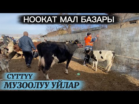 Видео: НООКАТ МАЛ БАЗАРЫ 16 ноябрь 2025  Жыл