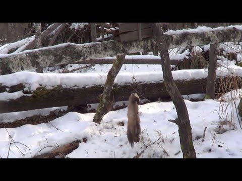 Видео: Охота на куницу капканами. сезон 24-25г. / ПЕРВЫЙ ВЫЕЗД НА МОТОСОБАКЕ.