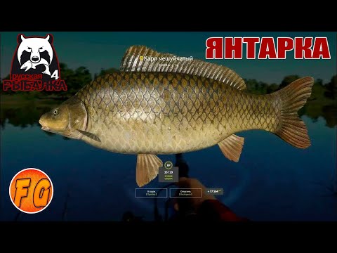 Видео: Фарм на озере Янтарное. Карп на Янтарке. Russian Fishing 4. рр4. Русская рыбалка 4.