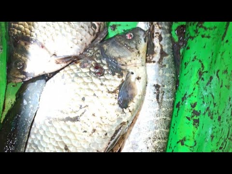 Видео: Такой рыбалки 🎣 я не ожидал 😮