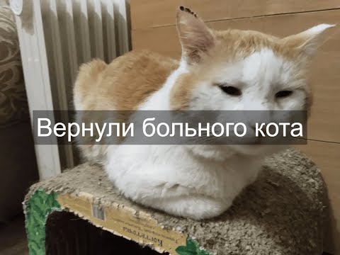 Видео: Вернули больного кота
