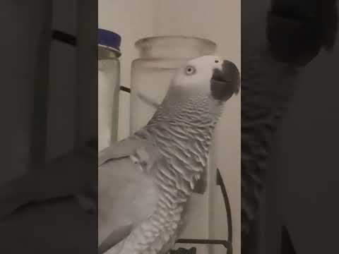 Видео: МЫ  ВЫУЧИЛИ НОВЫЕ СЛОВА ПРО ТЁТЮ  КОШКУ!