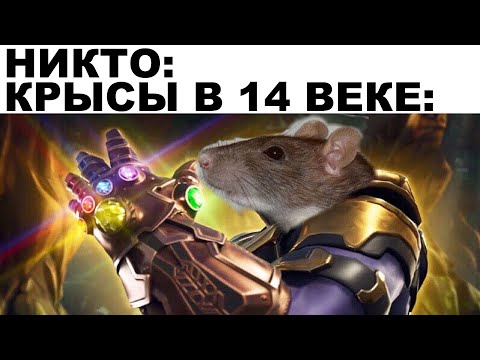 Видео: Мемы | Дневная подборка мемов 205