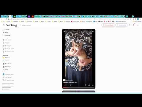 Видео: Питомник кошек АБИО (система РСА) выпустил помет котят.