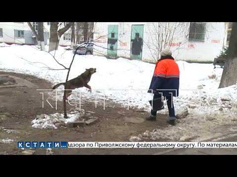 Видео: Обратная сторона зоозащиты - агрессивные собаки нападают на соседей профессиональной зоозащитницы