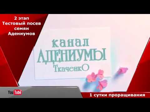 Видео: Тестовый посев семян адениумов. 2 часть.