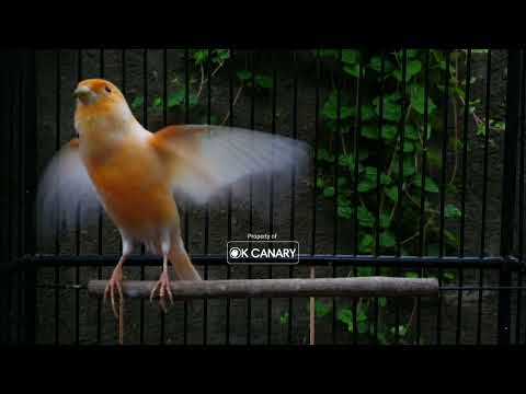 Видео: Формирование боевого духа у канарейки❗: Звуковая дрессировка, чтобы она не терялась