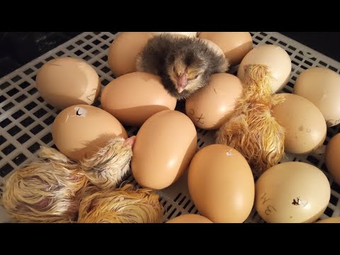 Видео: 20 день инкубации. Началось то, что так ждали. Вылупление цыплят