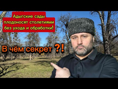Видео: Черкесский сад возрастом более 250 лет / Адыгэ жыг хадэ