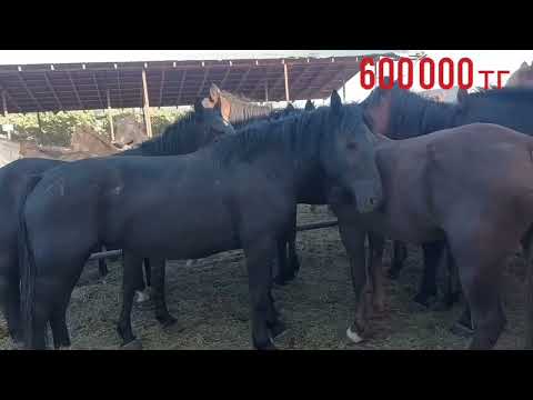 Видео: Карабулак мал базар #ат #жылкы #сиыр #кой #лошади #cow #horse #карабулак#базар #бордакы