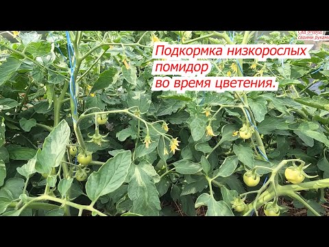 Видео: Кормим низкорослые томаты, чтобы не сбрасывали завязи.