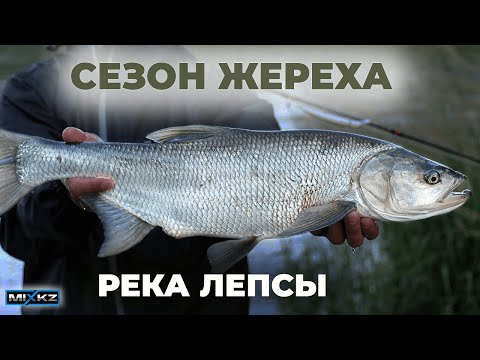 Видео: Лепсы после ..., Камни Лепсы, УДАЧНАЯ РЫБАЛКА ОСЕНЬЮ, ЖЕРЕХ на реке Лепсы, мощные поклёвки жереха