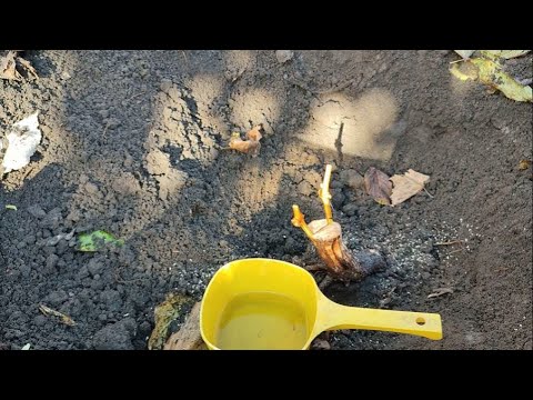 Видео: Прививка винограда в штамб  WhatsApp +79885453295.тел.89085079306