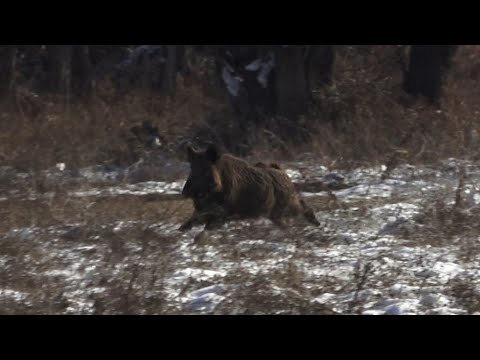 Видео: Незабываемый день охоты (С СУБТИТРАМИ)