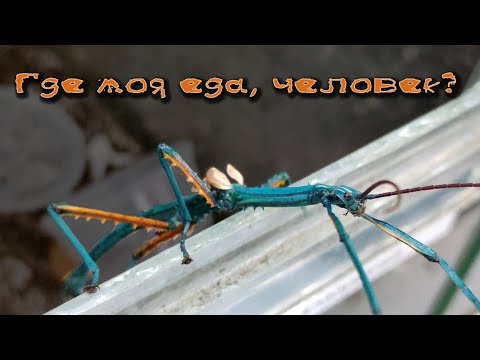 Видео: Палочники и жёлуди: как они связаны?