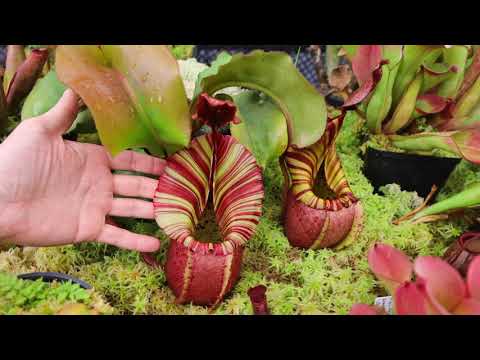 Видео: Redleaf Exotics: МАРТОВСКИЙ ТУР 2020 ЧАСТЬ 1