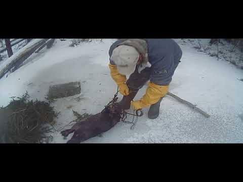 Видео: проверка КП по до льдом с приманкой