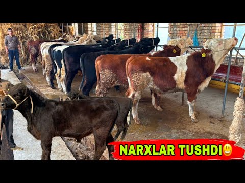 Видео: MANABUNI SUV TEKIN NARX DESA BO’LADI✅✅✅1 ноября 2025 г.