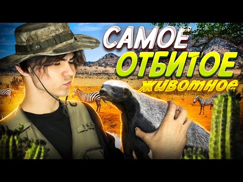 Видео: ОТСТАЛЫЙ СУСЛИК - МЕДОЕД