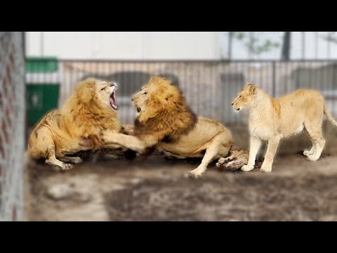 Видео: Львица СТРАВИЛА ЛЬВОВ! Та еще Белоснежка! Рыжий ПРОТИВ белого!  Тайган
