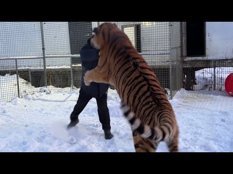 Видео: Первая встреча с Тигром Ройсом после 2 недель разлуки !)