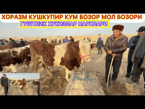 Видео: ХОРАЗМ КУШКУПИР КУМ БОЗОР МОЛ БОЗОРИ ГУШТЛИК ХУКИЗЛАР НАРХЛАРИ 14-ноября 2025 г.