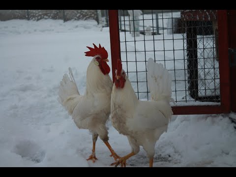 Видео: Закупорка кишечника у кур несушек. Лечение.
