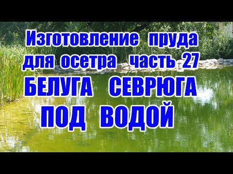 Видео: Изготовление пруда для осетра (часть 27) Белуга севрюга под водой