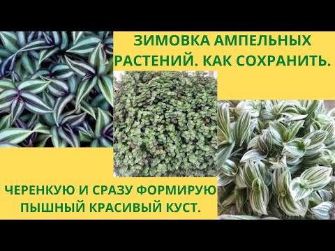 Видео: Ампельные растения.Зимнее содержание. Формирую пышный куст сразу при укоренении черенка.