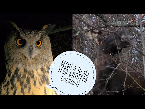 Видео: На повестке Лось Степан: познакомились лично. У совы Ёлки пропал дар речи от возмущения лосём