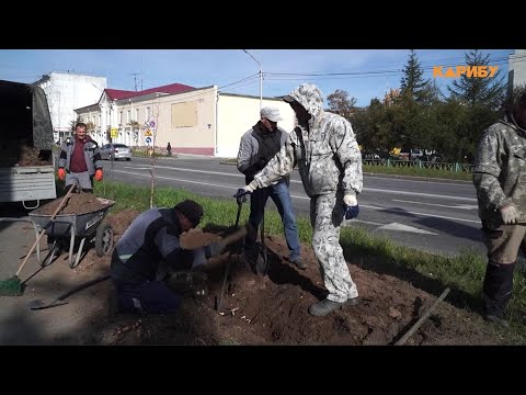 Видео: Озеленение Магадана: сотрудники КЗХ высаживают деревья и кустарники