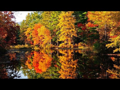 Видео: Сборник  этих мелодий наполнит ваш дом теплом и радостью, #МУЗЫКА #КРАСИВАЯМУЗЫКА