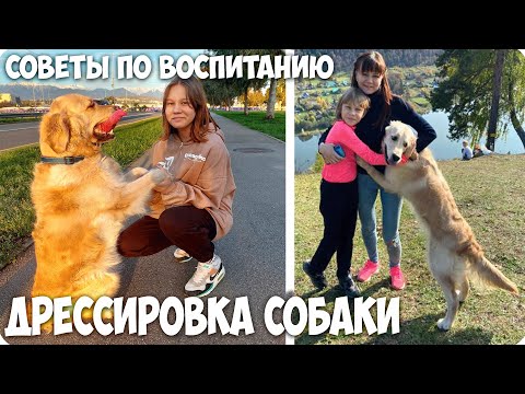 Видео: 💞КАК ВОСПИТАТЬ ПОСЛУШНУЮ СОБАКУ🐶 СОВЕТЫ и КОМАНДЫ от МЕНЯ и АЛИНЫ!