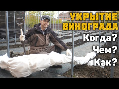 Видео: Укрытие винограда - Когда? Чем? Как?