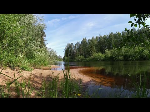 Видео: Пение птиц у реки / Звуки природы / Forest river in the morning and birds chirping / Nature sounds