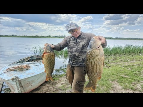 Видео: РЫБАЛКА С НОЧЁВКОЙ. Живём в камышах. ЛОВИМ ДИКОГО САЗАНА