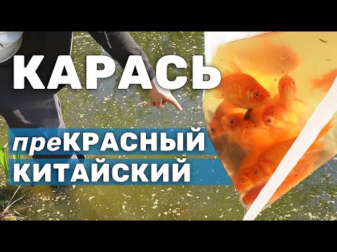 Видео: Красивая, неприхотливая рыба для старого пруда. Красный китайский карась (золотая рыбка)
