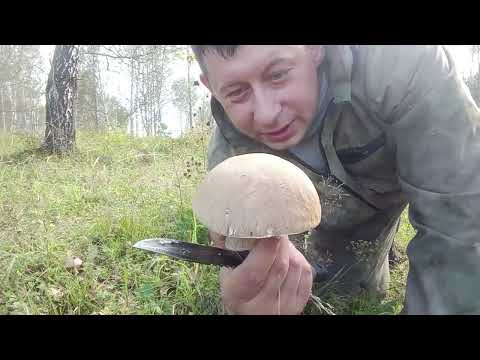 Видео: ПОХОД ЗА ГРИБАМИ ПО РОДНЫМ МЕСТАМ!